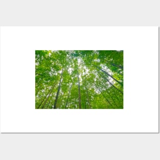 Blue Ridge Mountains Trees Posters and Art